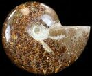 Cleoniceras Ammonite Fossil - Madagascar #41655-1